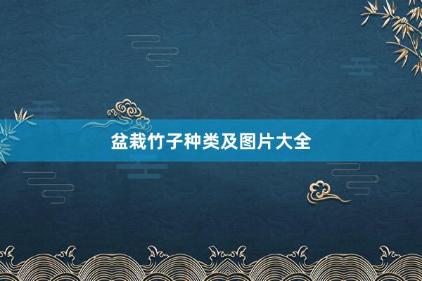 盆栽竹子种类及图片大全